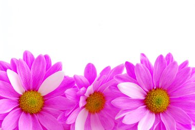 Pink flowers clipart