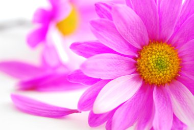 Closeup of pink flower blossoms on white background clipart