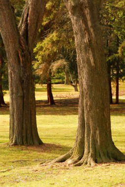 Park view with two big old trees in a foreground clipart