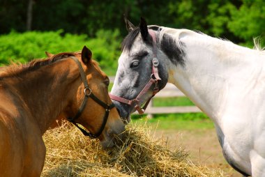 Horses at the ranch clipart