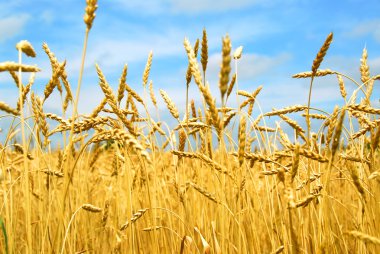 Close up on grain ready for harvest growing in a farm field clipart