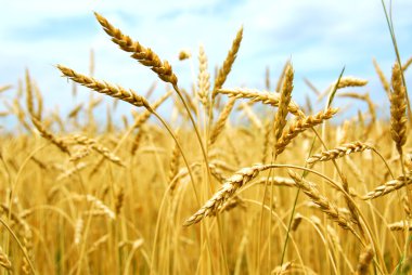 Grain field clipart