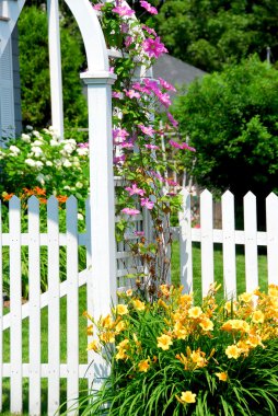 White picket fence and pink clematis at country house clipart