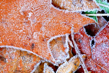 Frosty leaves clipart