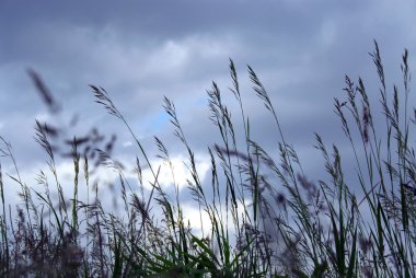 Grass blades at dusk on the background of gray blue sky clipart