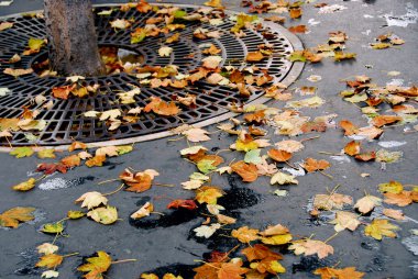 Şehrin asfalt kaldırımında düşen yapraklar