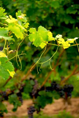 Grape vine branch clipart