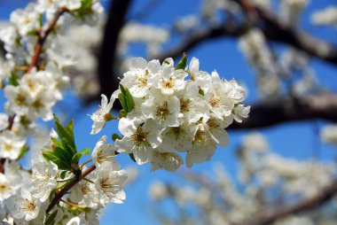 bir bahar orchard, closeup eski çiçeklenme elma ağaçlarında