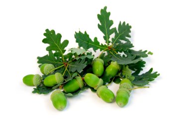 Acorns and oak branches on white background clipart