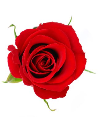 Red rose clipart