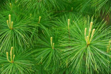 Background of young new pine needles in the spring clipart