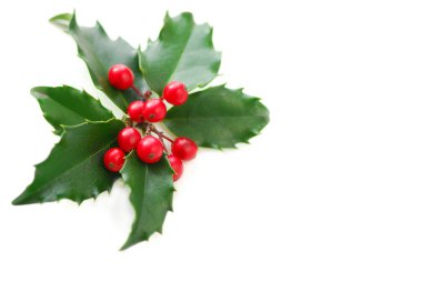 Christmas holly leaves and berries isolated on white background clipart