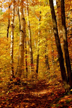 Fall forest background with hiking trail clipart