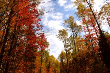 Colorful forest in the fall clipart