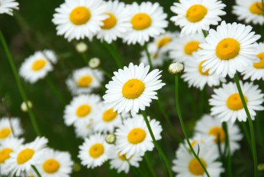 Summer daisies clipart