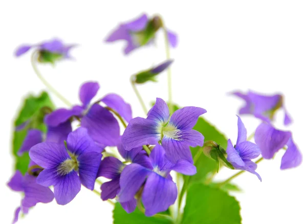 Violets — Stock Photo, Image