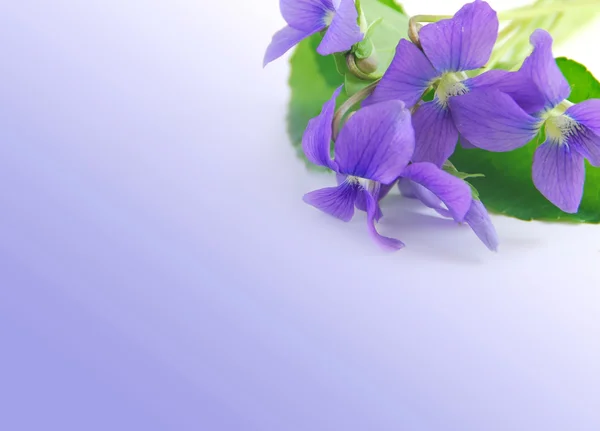 Borda Primavera Com Espaço Cópia Branca Buquê Violeta — Fotografia de Stock