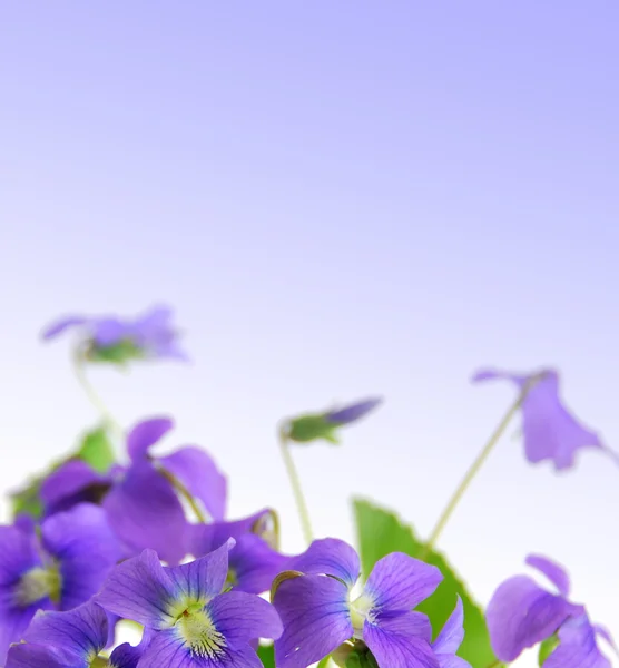 Frühlingsrand Mit Violettem Kopierraum Und Violetten Blüten — Stockfoto