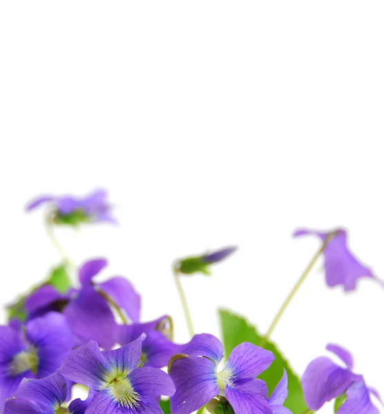 Violettes — Photo