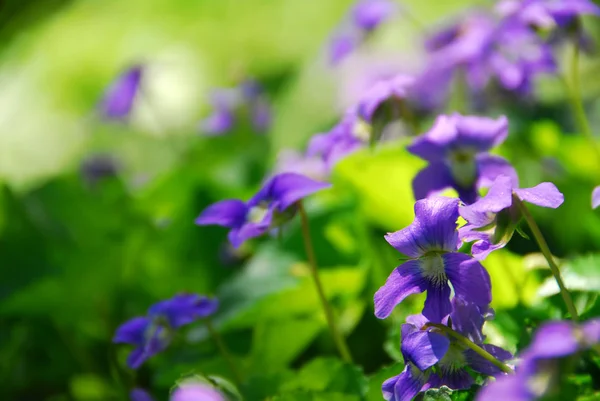 Violettes Fleurissant Dans Jardin Début Printemps — Photo