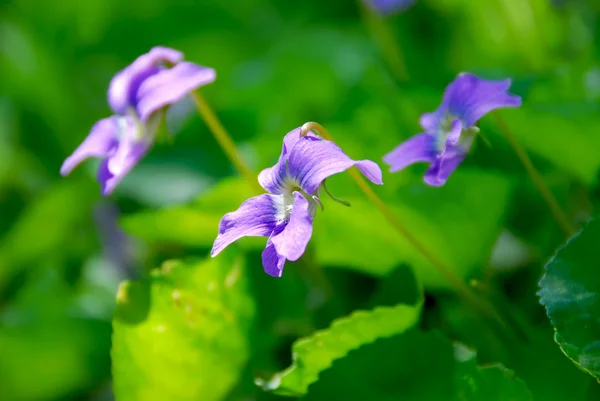 Wild Violets Growing Spring Garden — Stock Photo, Image