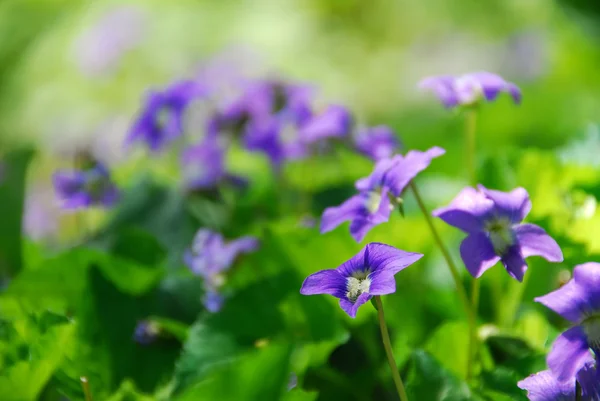 Violetas — Foto de Stock