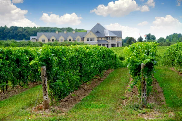 Vineyard Winery — Stock Photo, Image