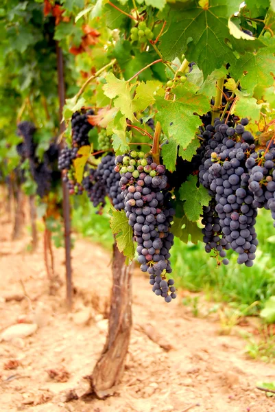 Rijen Van Wijnstokken Met Rode Druiven — Stockfoto