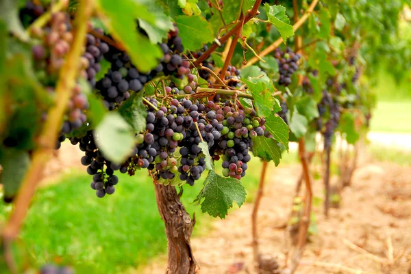 Rangées Vignes Aux Raisins Rouges — Photo