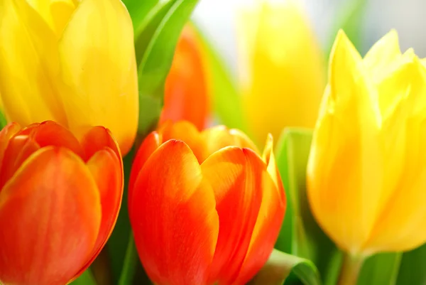 Close Verse Tulpen Boeket Het Warme Zonlicht — Stockfoto