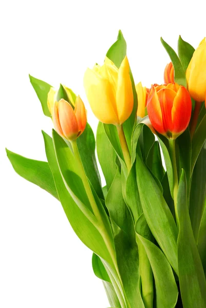 Close Fresh Tulips Bouquet White Background — Stock Photo, Image