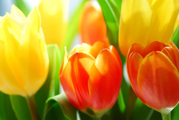 Primer Plano Ramo Tulipanes Frescos Luz Del Sol Caliente — Foto de Stock