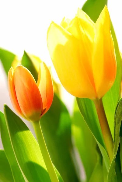Primer Plano Sobre Tulipanes Frescos Retroiluminados Sobre Fondo Blanco —  Fotos de Stock
