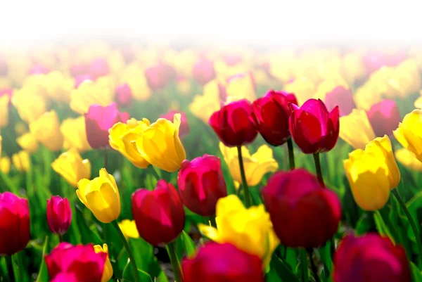 Campo Coloridos Tulipanes Amarillos Morados Con Fondo Blanco Descolorido — Foto de Stock