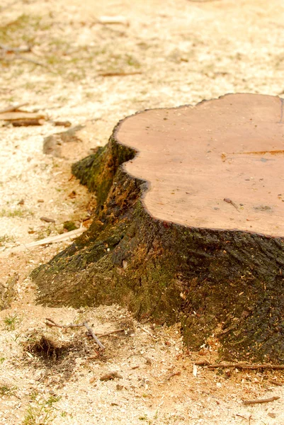 Tree stump — Stock Photo, Image