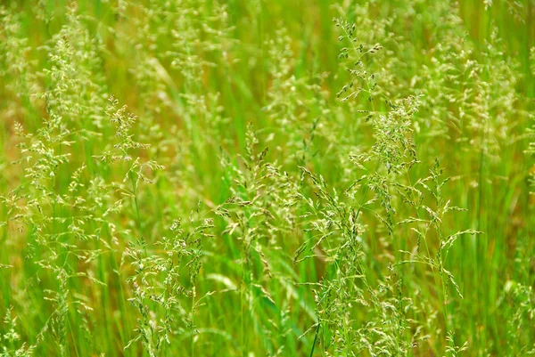 Високій траві — стокове фото