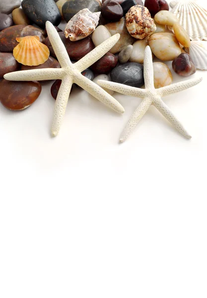 Starfish Pebbles Seashells White Background — Stock Photo, Image