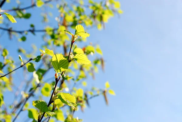 Spring branches — Stock Photo, Image