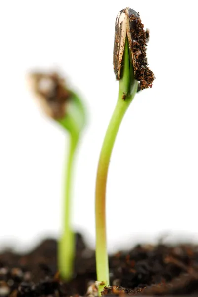 两个绿色的植物豆芽上孤立的白色背景 — 图库照片