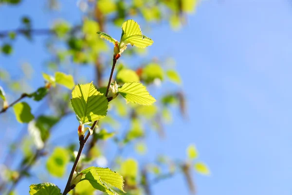 stock image Spring