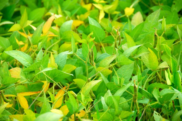 Soy beans growing on a soybean plant in a farm field