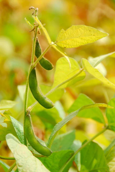 stock image Soy beans growing on a soybean plant in a field