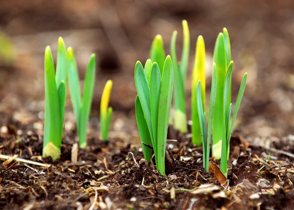Shoots Spring Flowers Daffodils Early Spring Garden — Stock Photo, Image