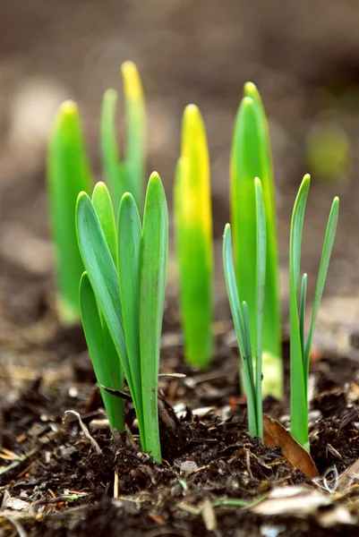Brotes Flores Primavera Narcisos Jardín Primavera — Foto de Stock