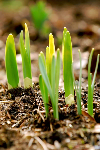 Spring shoots — Stock Photo, Image