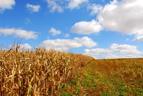 Wiejski Krajobraz Niebieski Niebo Pochmurne Kukurydzy — Zdjęcie stockowe