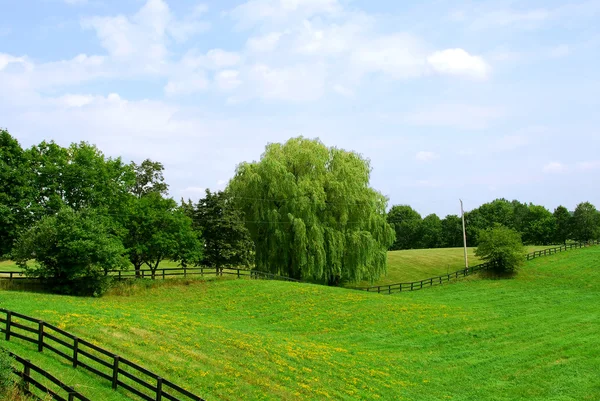乡村景观的葱郁绿色的田野和树 — 图库照片