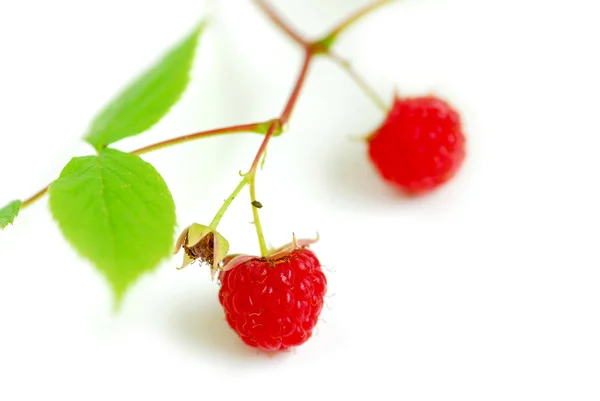 Macro Raspberry Branch White Background — Stock Photo, Image