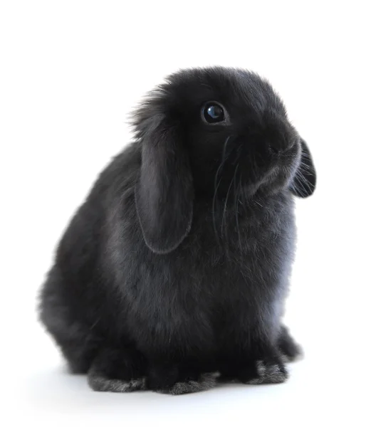 Кролик Кролик — стокове фото
