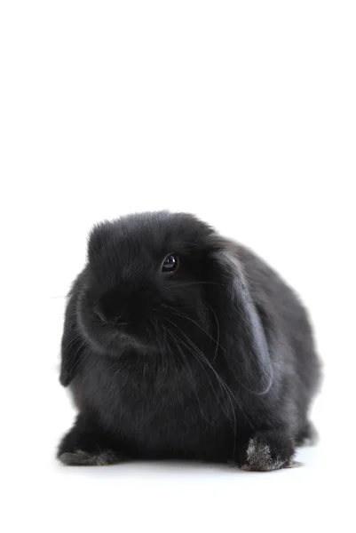 黒ホーラン ドロップ白い背景で隔離のバニーウサギ — ストック写真